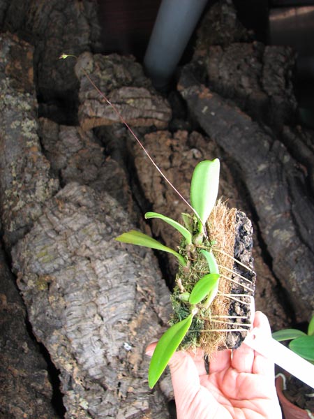 Bulbophyllum gracillimum.jpg