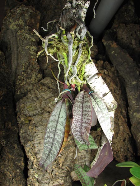 Phalaenopsis philippinensis.jpg