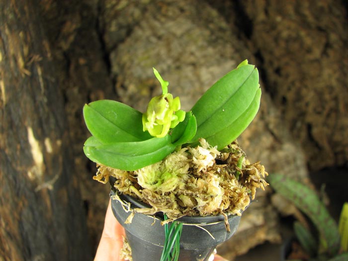 Haraella retrocalla.jpg