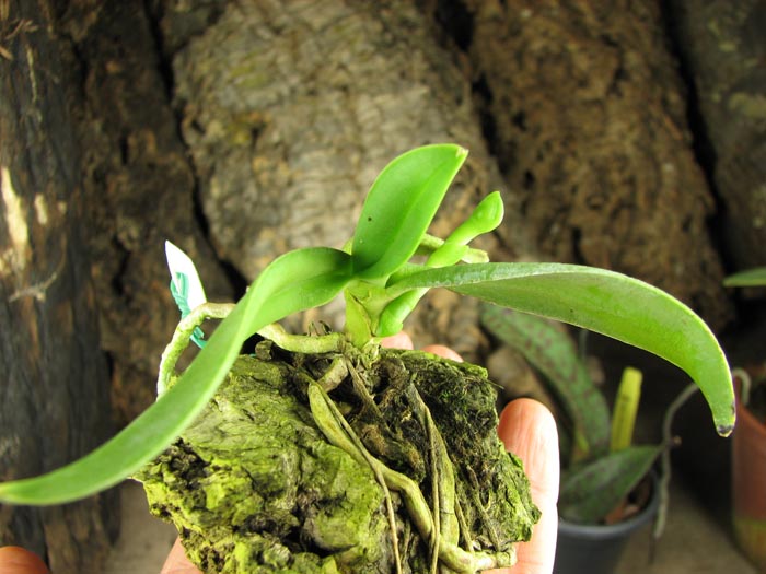 Amesiella philippinensis.jpg