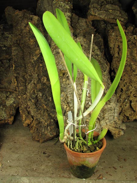Brassocattleya Golf Green 'Hair Pig' (Cattleya Moscombe x Brassavola digbyana).jpg