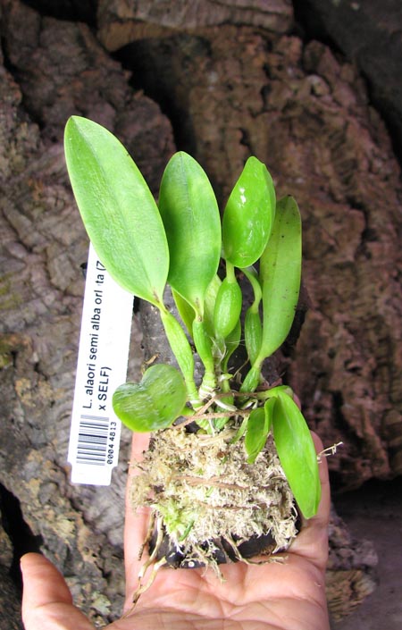 Laelia alaori semi alba orlata (Z-606 x SELF).jpg