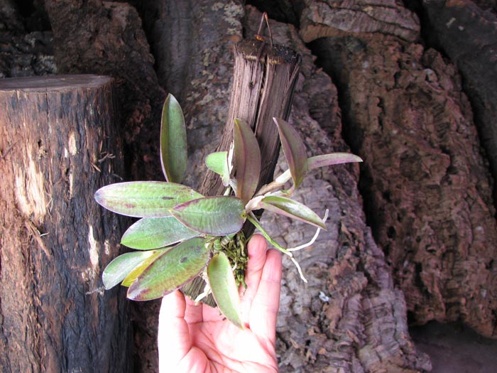 Laelia alaori escura II x Laelia alaori escura I.jpg
