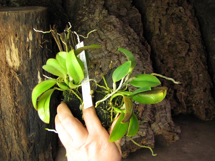 Laelia alaori escura x self.jpg