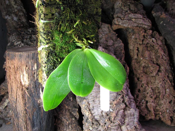 Phalaenopsis violacea 'Borneo'.jpg