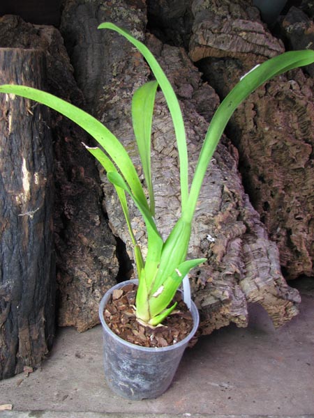 Beallara Marfitch Howard's Dream 'Red Fox'.jpg