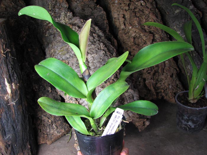 Brassolaeliocattleya Haadyai Delight 'Bangprom Gold'.jpg