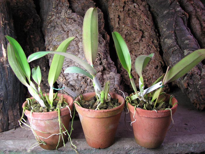 Cattleya labiata amesiana 'Super Star' (Z-43) x Cattleya labiata roxo bispo 'Urbano'.jpg