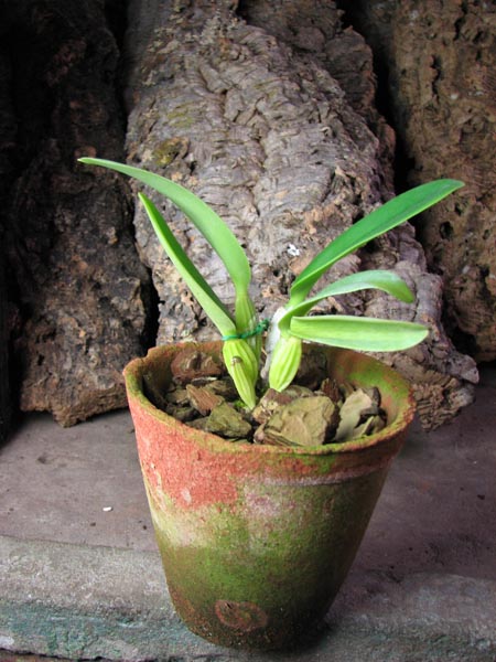 Cattleya labiata sem alba 'Marina' x Cattleya labiata semi alba sanguinea 'A Paccione'.jpg