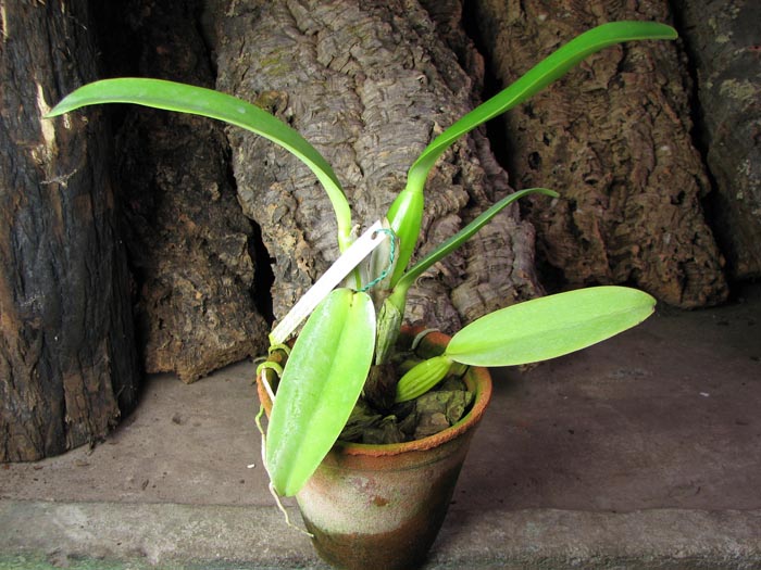 Cattleya labiata semi alba 'Aiko' x Cattleya labiata semi alba 'Magnifica' (Z-12).jpg