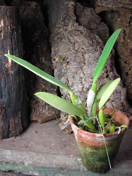 Cattleya labiata semi alba 'Garganta Escura' x Cattleya labiata semi alba ('Cooksoniae' x 'Gloriosa').jpg