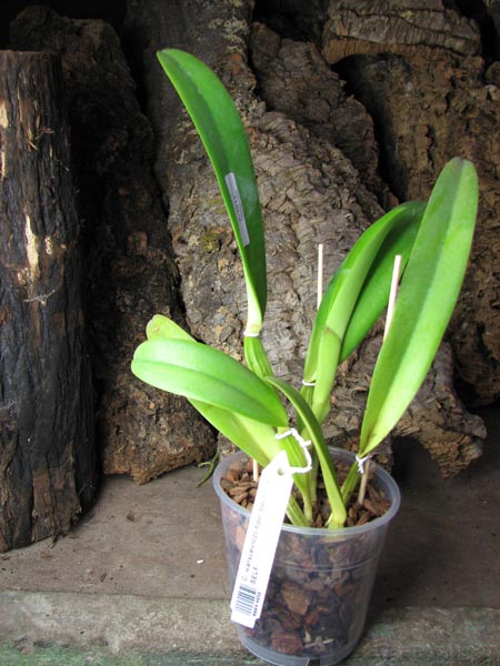 Cattleya warscewiczii tipo 'Hector' x SELF.jpg