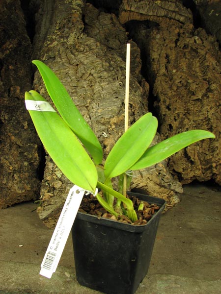 Cattleya warneri suavissima 'Ricardo Bells' x SELF.jpg