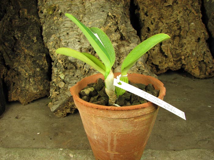 Cattleya labiata coerulea 'Titi' (Z-185) x Cattleya labiata coerulea 'Blue Sky' (Z-185).jpg