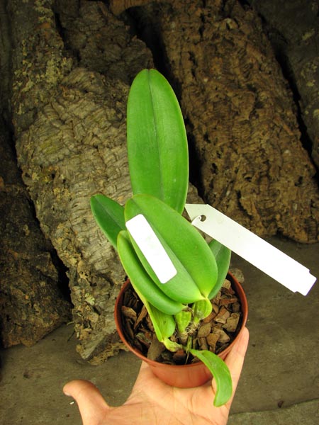 Cattleya warneri concolor x SELF.jpg