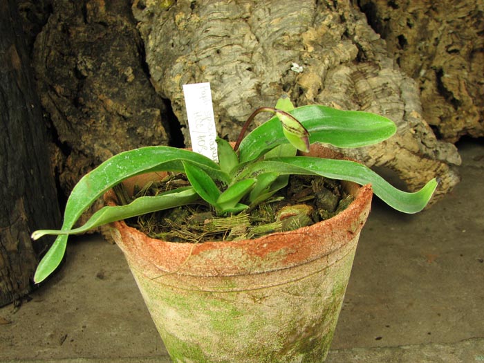 Paphiopedilum spicerianum 'St Alban' x self.jpg