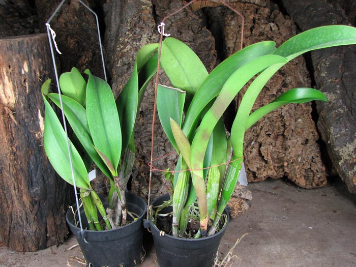 Brassolaeliocattleya Chia Lin 'New City' (Oconee x Maitland).jpg