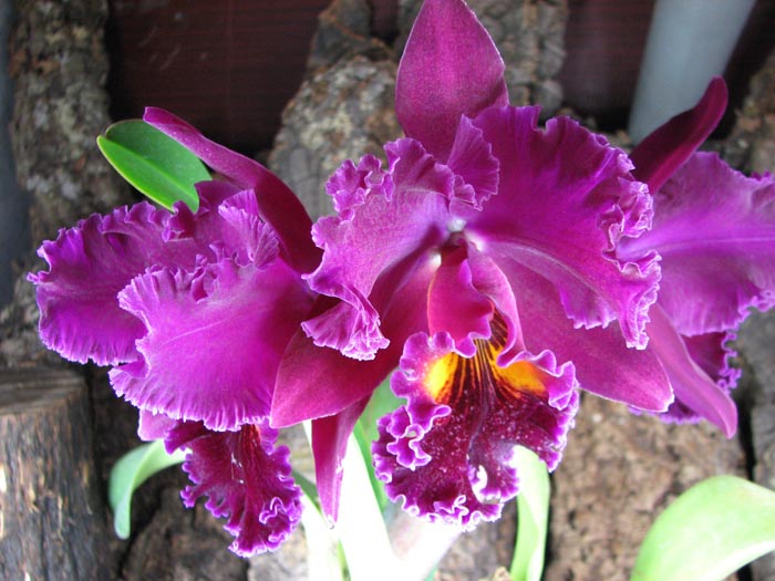 Brassolaeliocattleya Chia Lin 'New City'.jpg