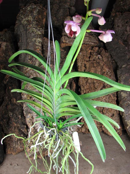 Vanda Lenavat x Vanda Taweesuksa.jpg