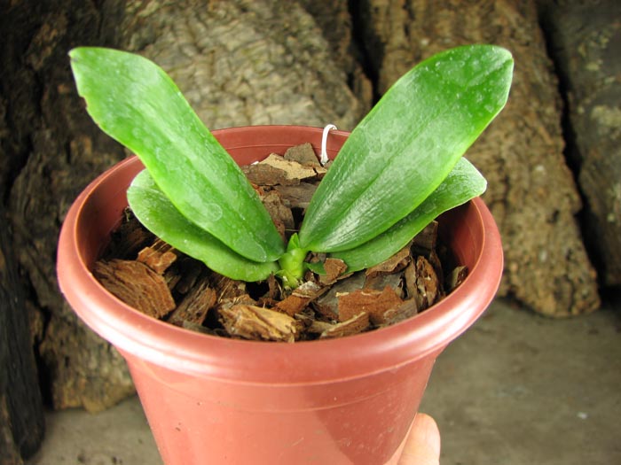 Phalaenopsis tetraspis 'C#1'.jpg