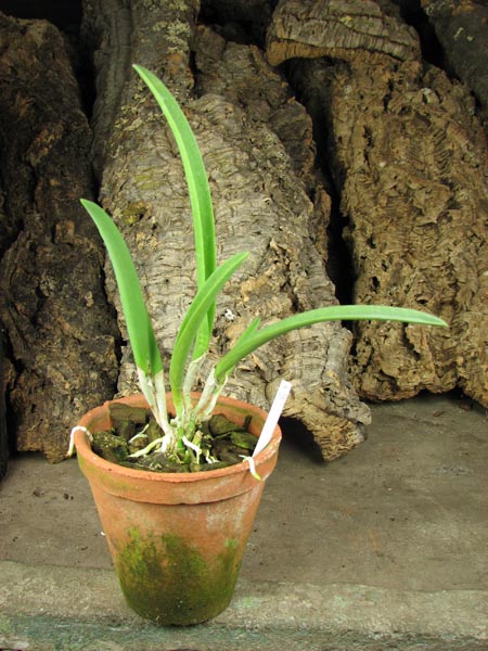 Brassavola Jiminy Cricket 'Superbug'.jpg
