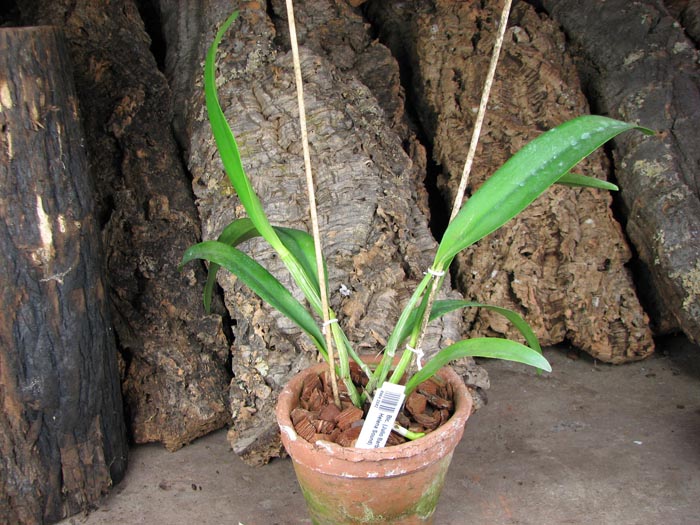Brassolaeliocattleya (Julio Barbiero x Saint Helena Sound).jpg