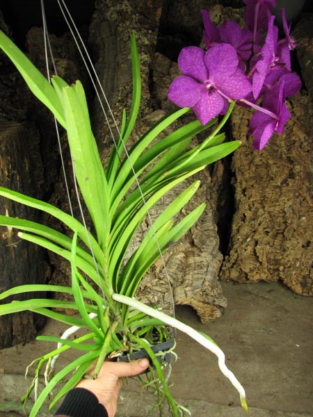 Ascocenda Princess Mikasa Pink.jpg