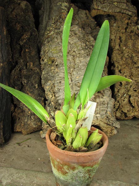 Maxillaria rhombea.jpg