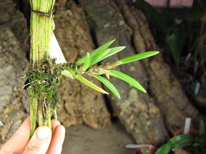 Maxillaria uncata.jpg