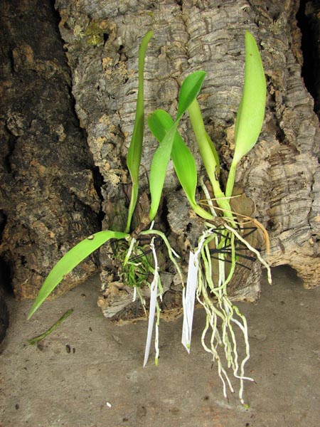 Cattleya dowiana rosea x self.jpg