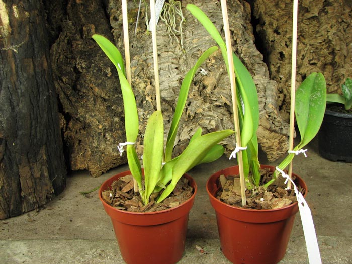 Cattleya dowiana rosea x self.jpg