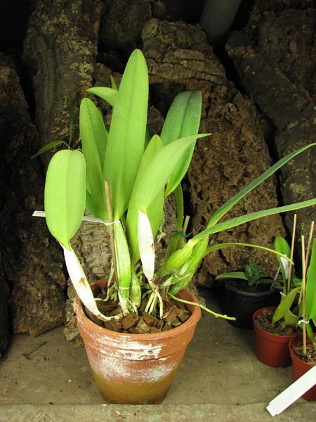 Cattleya percivaliana 'Jewel' x Cattleya walkeriana.jpg