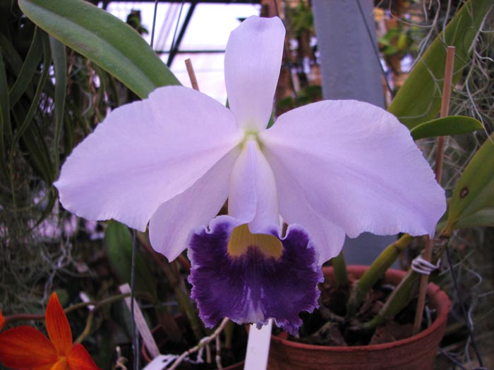 Laeliocattleya Cornelia coerulea.jpg
