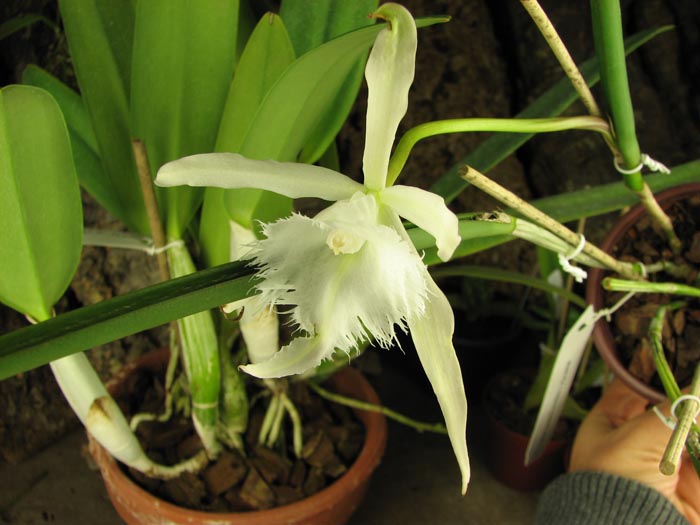 Brassavola David Sander (Brassavola cuculata x Rhyncholaelia digbyana).jpg