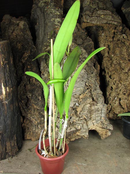 Brassocattleya Binosa 'Lynn' x Cattleya Fascelis 'Autumn Leaves'.jpg