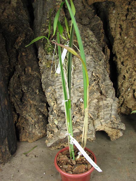 Brassavola David Sander (Brassavola cuculata x Rhyncholaelia digbyana).jpg