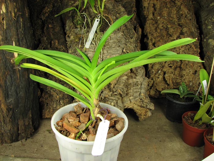 Ascocenda Su-Fun Beauty.jpg