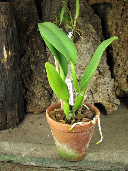 Potinara Spanish Eyes 'Tian Mu'.jpg