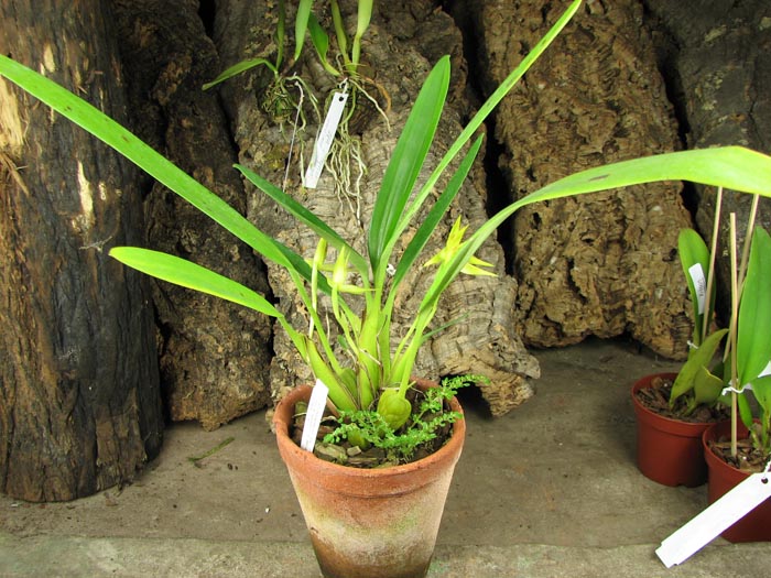 Maxillaria chlorantha.jpg