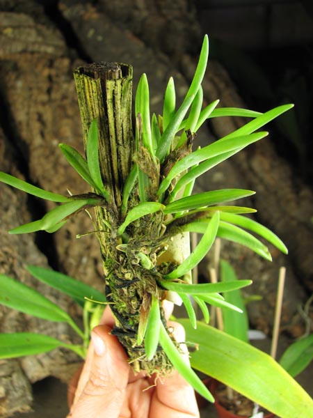Maxillaria uncata.jpg