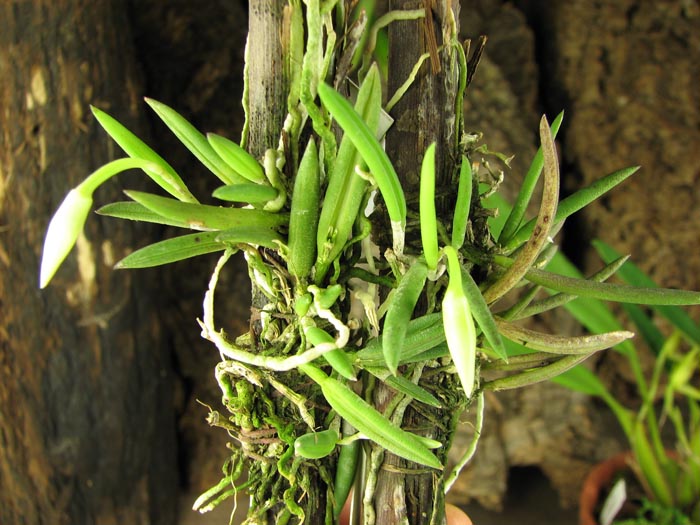 Leptotes unicolor.jpg