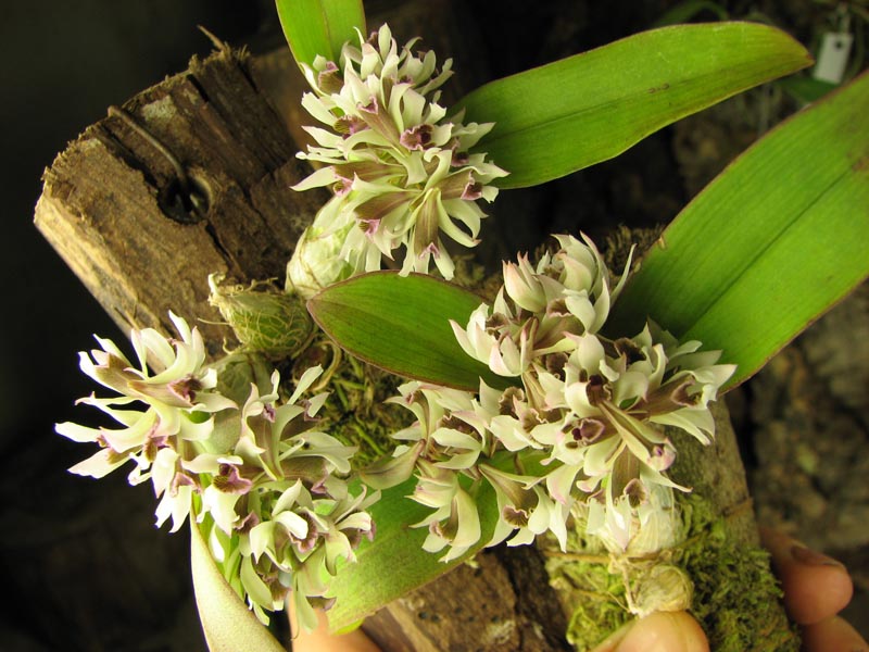 Dendrobium peguanum.jpg