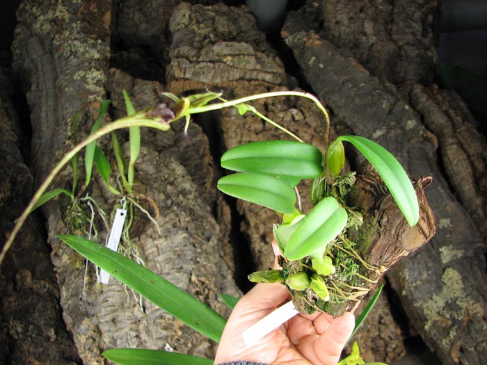 Bulbophyllum putidum.jpg