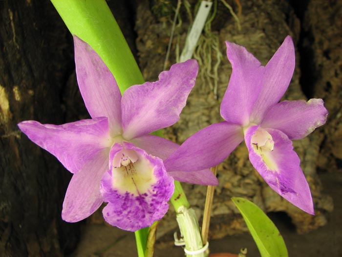 Brassocattleya Little Mermaid 'Janet'.jpg