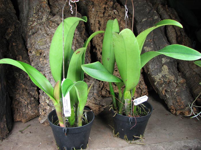 Brassolaeliocattleya Chia Lin 'New City' (Oconee x Maitland).jpg