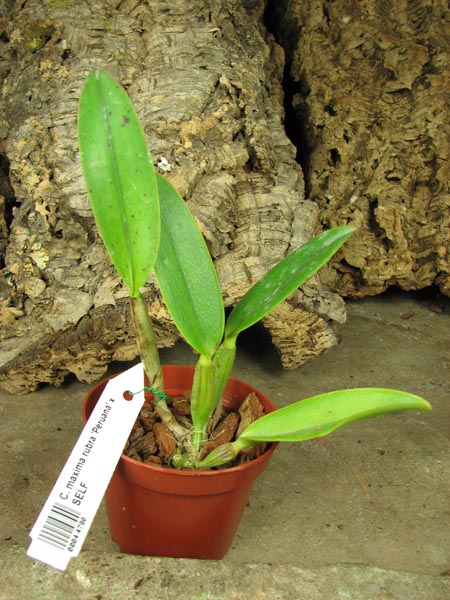 Cattleya maxima rubra 'Peruana' x SELF.jpg