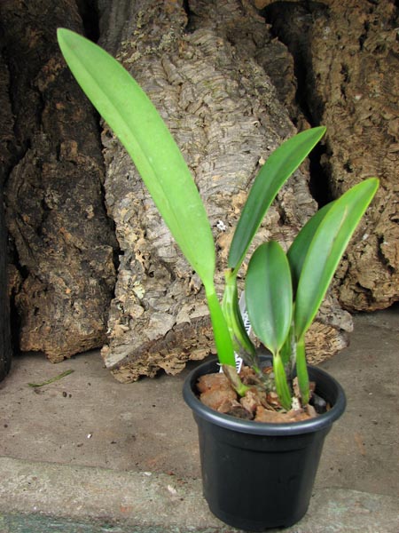 Sophrolaeliocattleya Hsin Buu Lady 'Red Beauty' (Laelia anceps x Sophrolaeliocattleya Wendy's Valentine).jpg