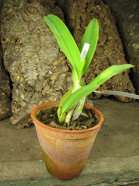 Cattleya labiata amesiana lineata 'AWZ' (Z-8) x Cattleya labiata amesiana lineata 'Pedra Azul'.JPG