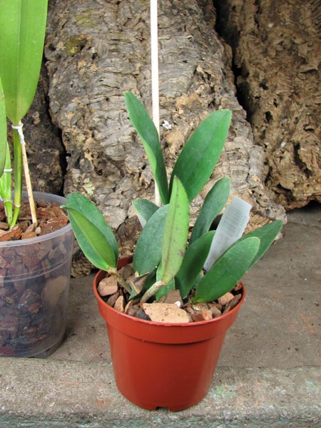 Cattleya schilleriana x Cattleya Peckhaviensis.jpg