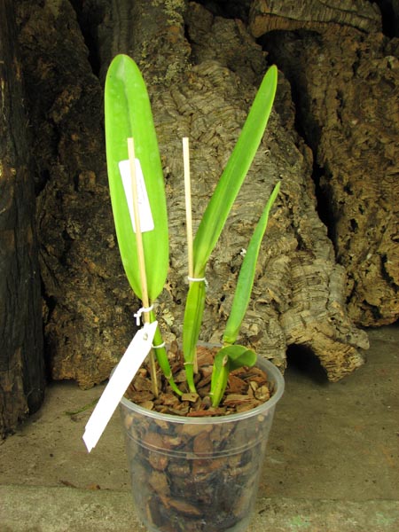 Laelia tenebrosa vinicolor x Laelia tenebrosa 'Richard'.jpg